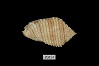 藏品(大皺螺)的圖片